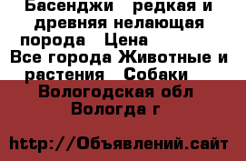 Басенджи - редкая и древняя нелающая порода › Цена ­ 50 000 - Все города Животные и растения » Собаки   . Вологодская обл.,Вологда г.